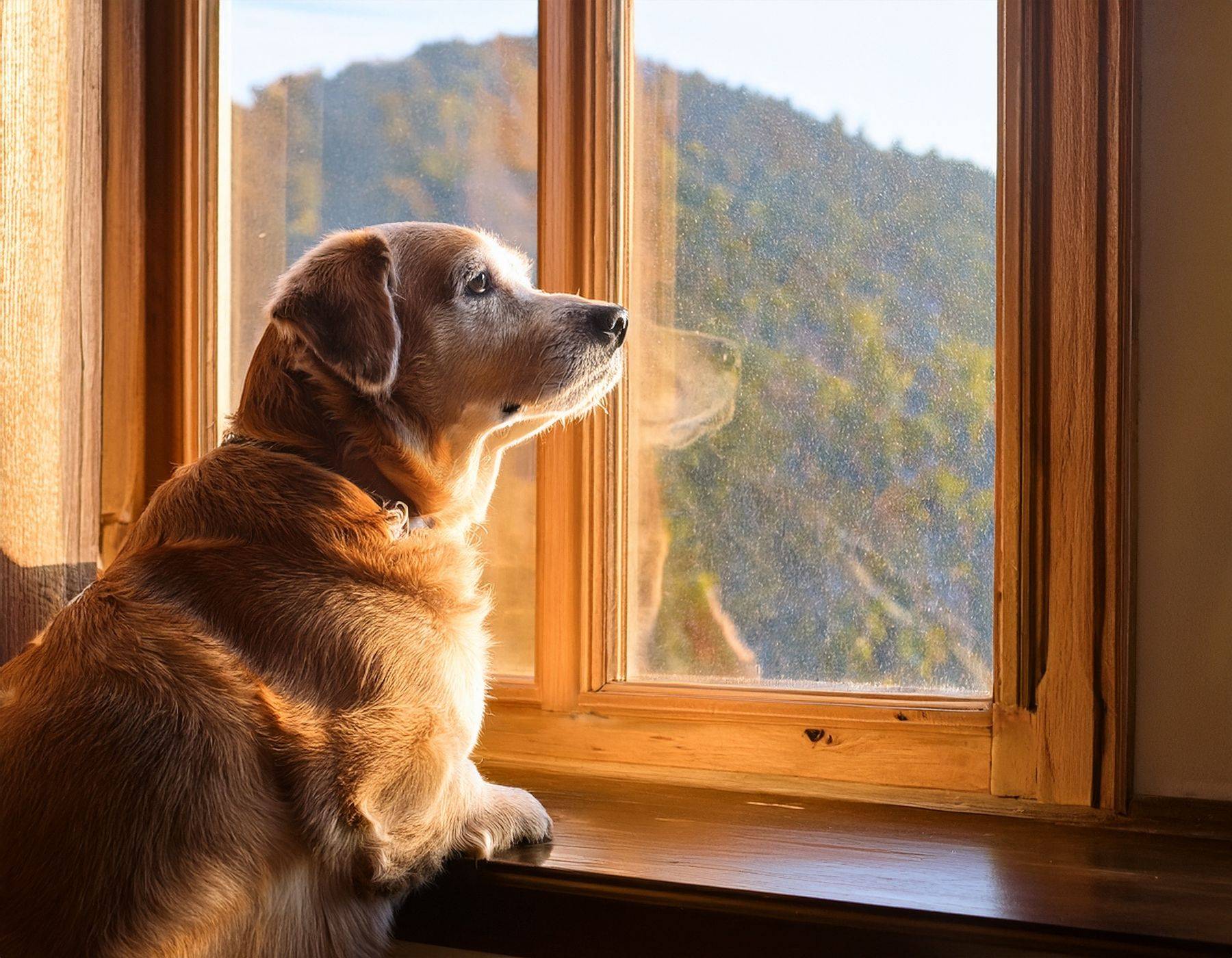 An older dog with a graying muzzle looking out a sunlit window